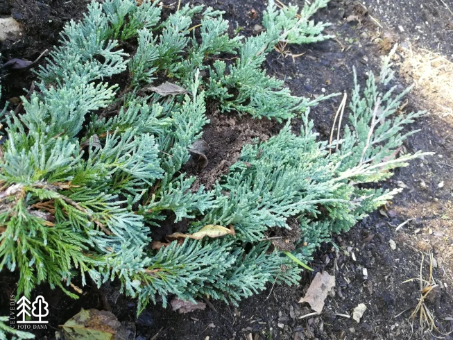 Juniperus horizontalis   'Glauca'